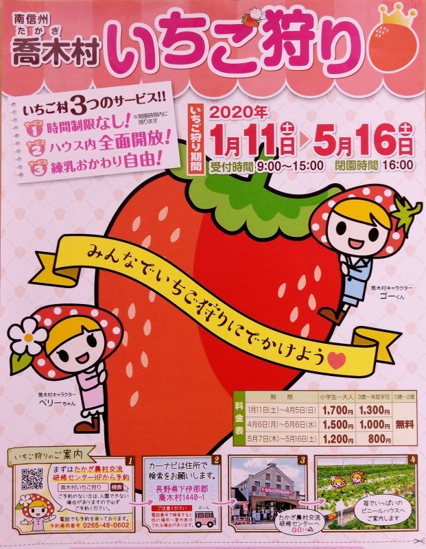 喬木村いちご狩りが始まりました!
