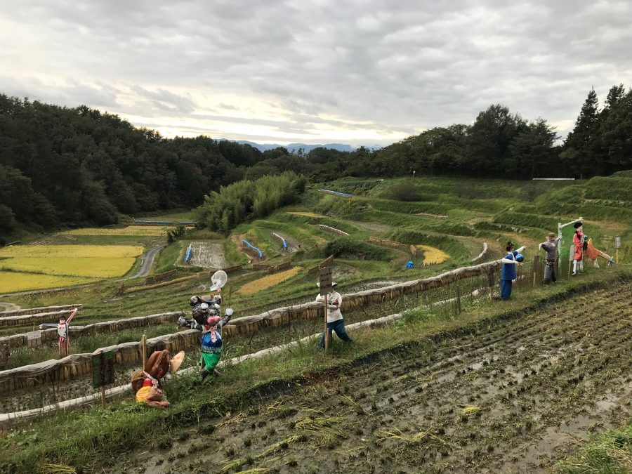 よこね田んぼで稲刈り