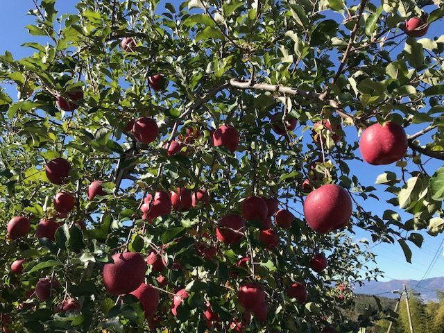 南信州のふじりんご