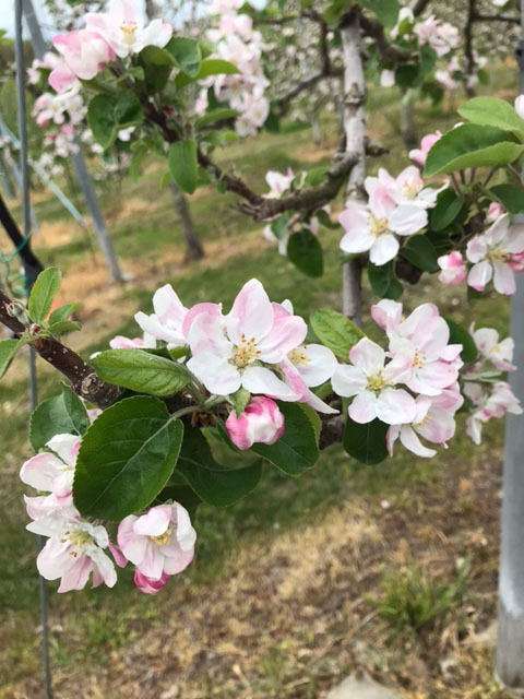 りんごの花