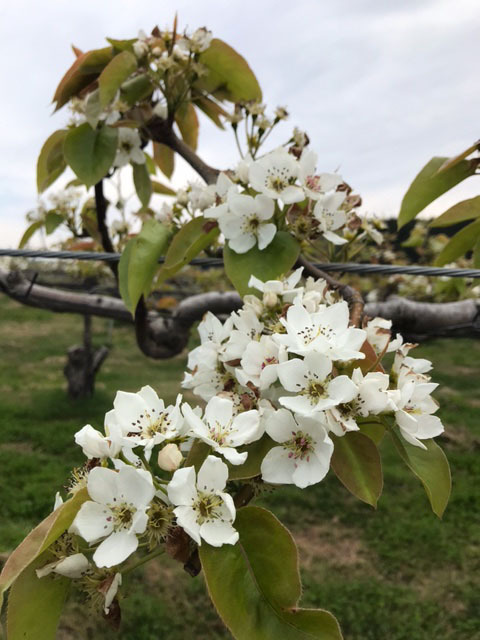 梨の花