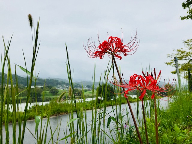 彼岸花